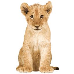 KEK Amsterdam Safari Friends Lion Cub XL muursticker